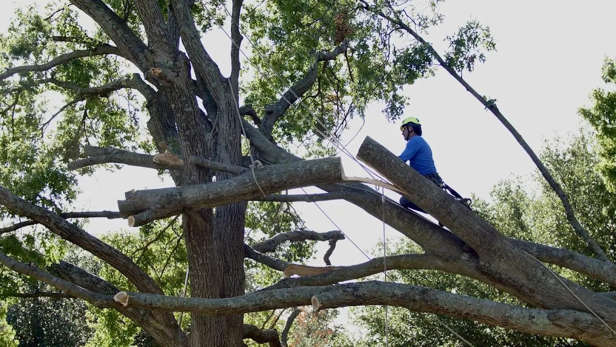 Professional Crown Thinning performed by certified arborists in Rumsey
