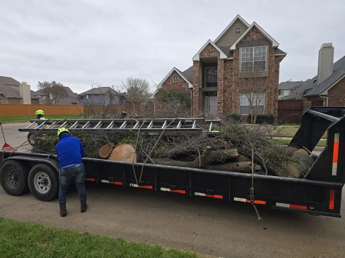 Expert Tree Removal with proper safety equipment in Rumsey